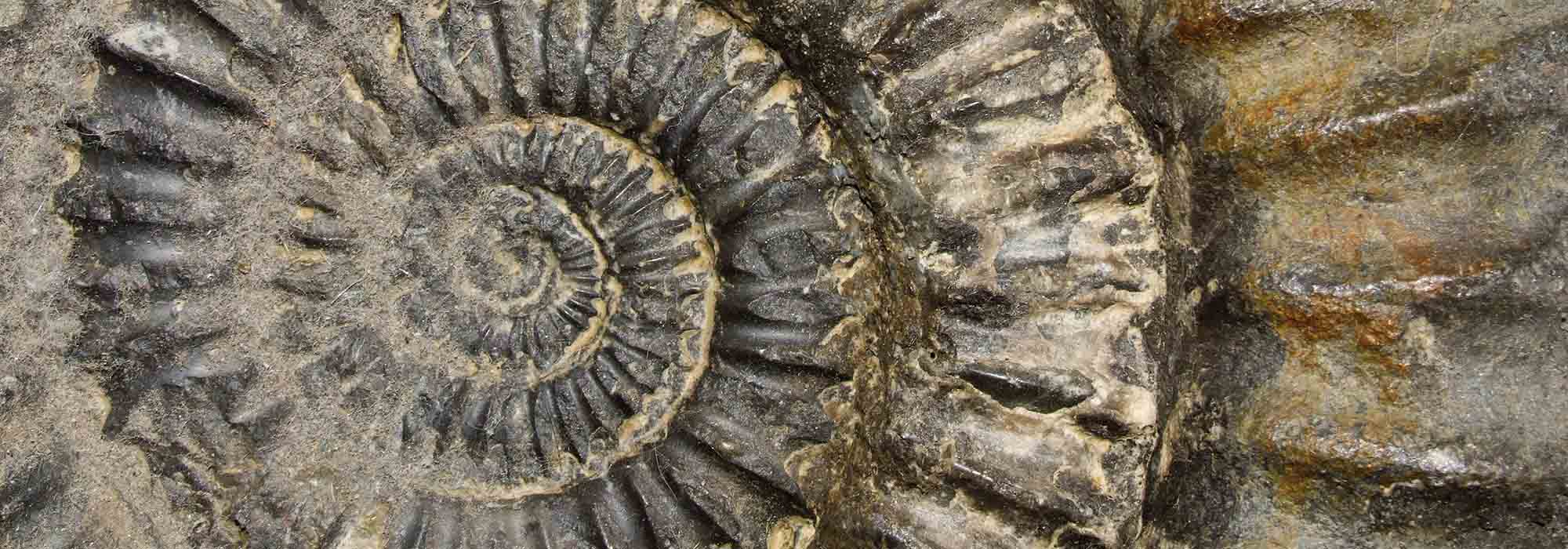 Ein spiralförmiges Fossil