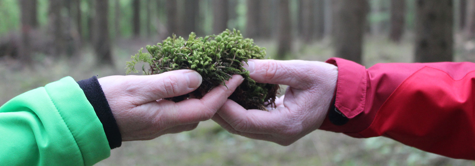 Zwei Hände im Wald, die Moos halten