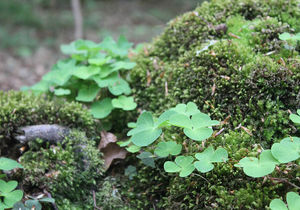 Detailaufnahme von Klee, Moos und weiterem Waldbodenbewuchs