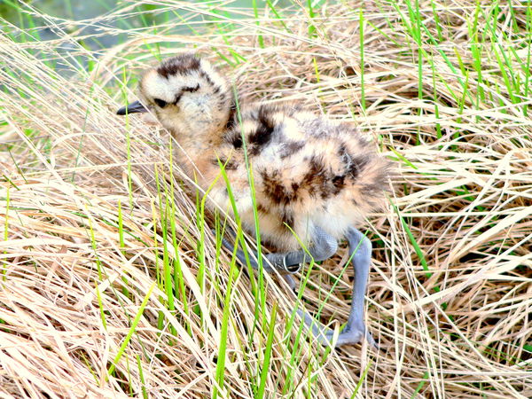 Brachvogelküken versteckt im Nest