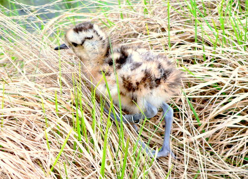 Brachvogelküken versteckt im Nest