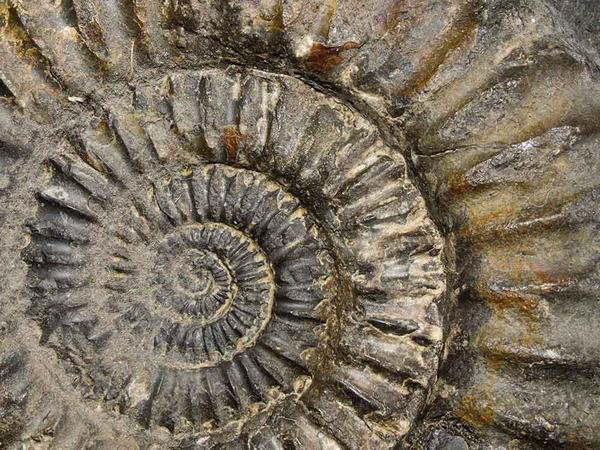 Ein spiralförmiges Fossil