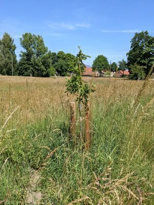 Neu gepflanzter Obstbaum inmitten einer Streuobstwiese