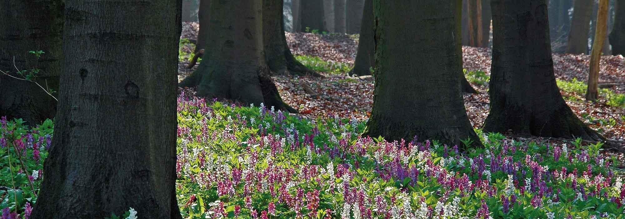 Bäume umgeben von verschiedenen Blumen