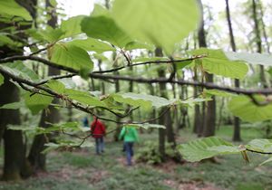 Drei Menschen wandern verschwommen im Hintergrund durch den Wald. Im Vordergrund sind grüne Baumwipfel zu sehen.