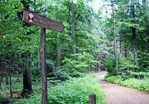 Waldweg mit Schild, welches zu der Bismarck Hütte führt