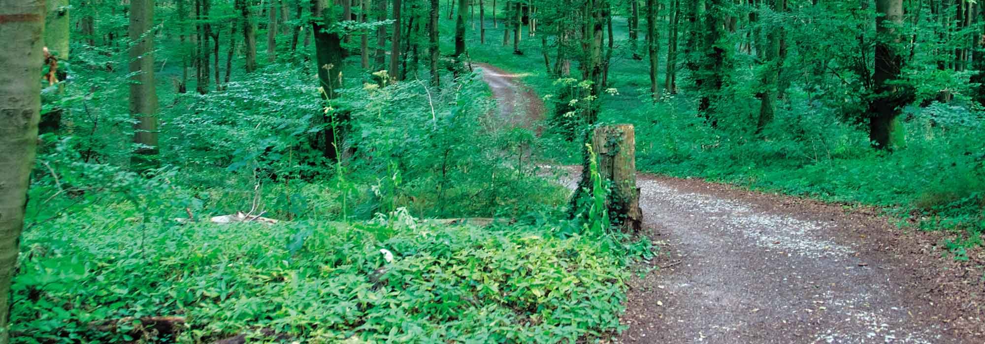 Ein Weg, der durch den Wald führt
