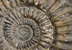 Ein spiralförmiges Fossil