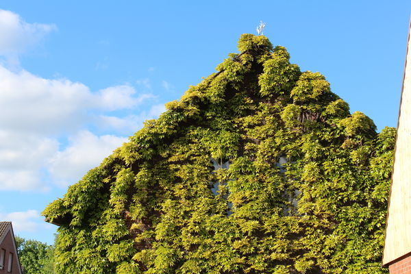 Wandbegrünung an einem Haus