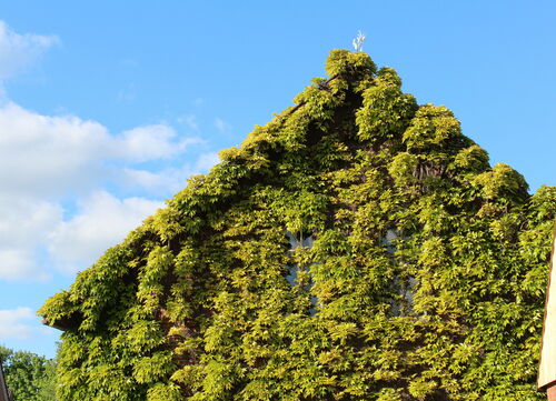 Wandbegrünung an einem Haus