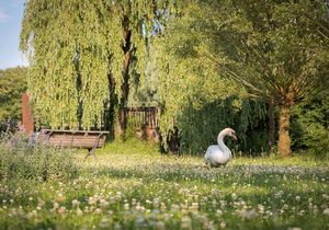 Eine Gans umgeben von Grünflächen und Bäumen