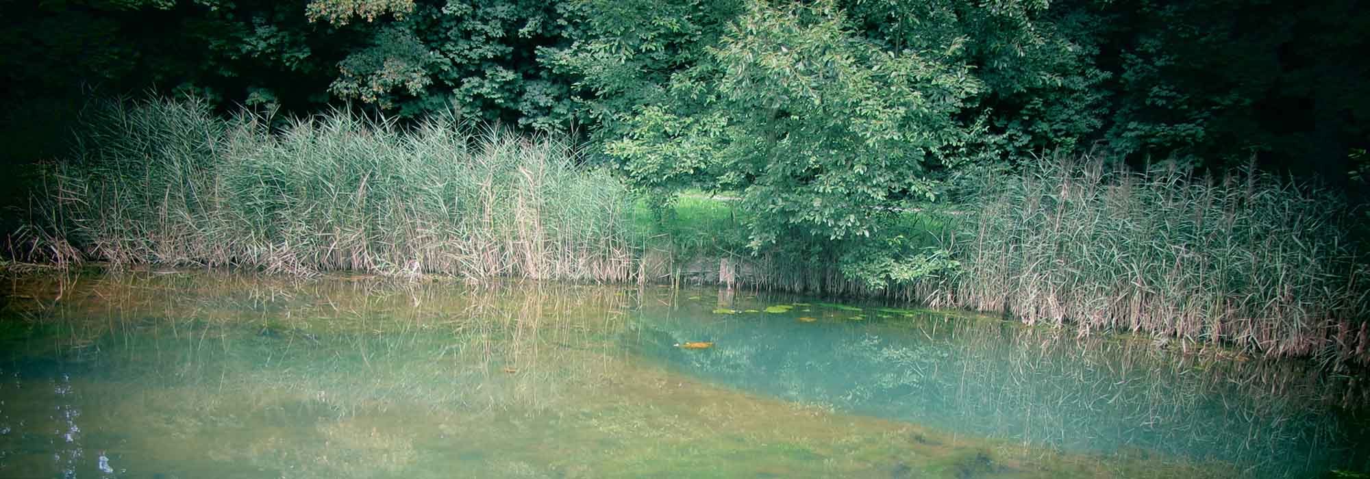 Gewässer im Grünen