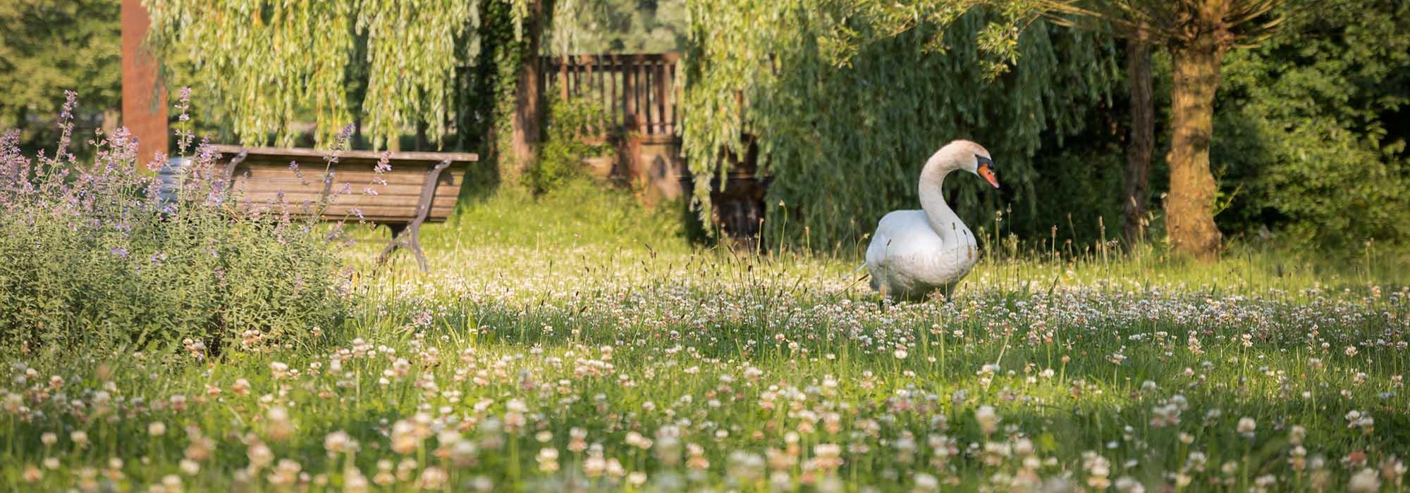 Eine Gans umgeben von Grünflächen und Bäumen