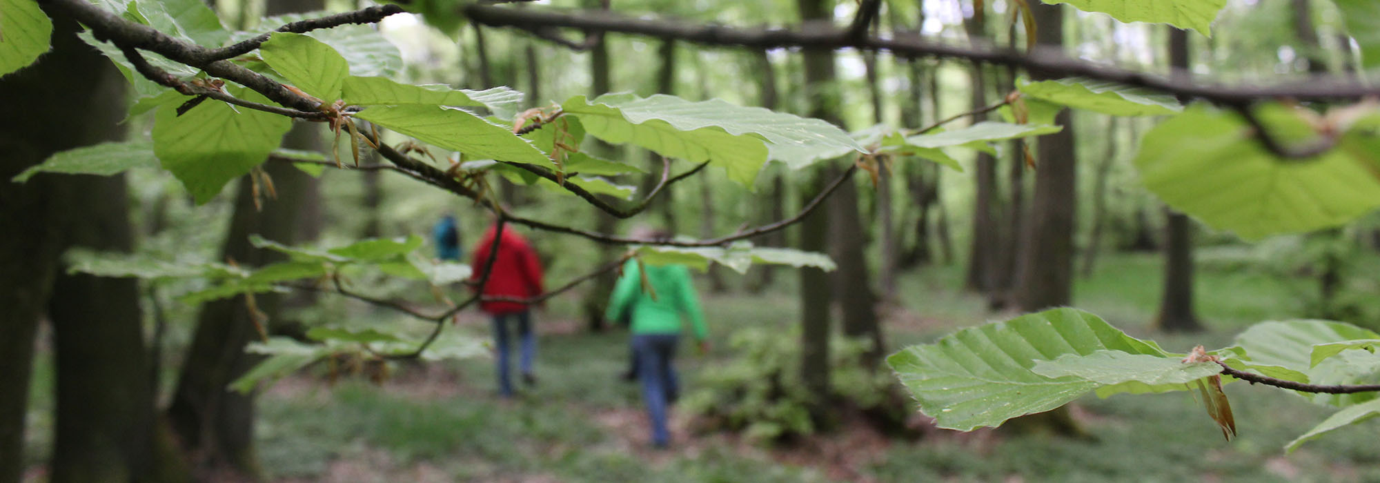 Drei Menschen wandern durch den Wald