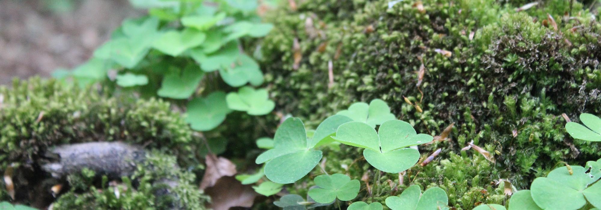 Ausschnitt von verschiedenen Gewächsen im Wald