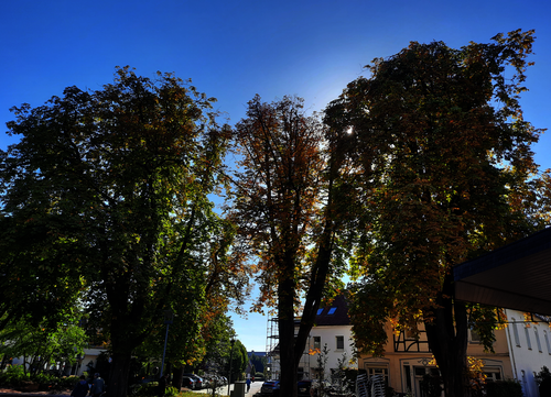 Kastanien auf dem Thieplatz