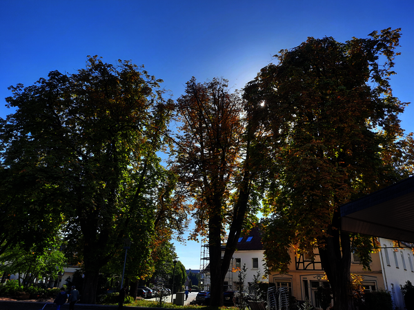 Kastanien auf dem Thieplatz