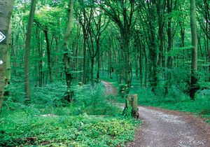 Ein Weg, der durch den Wald führt