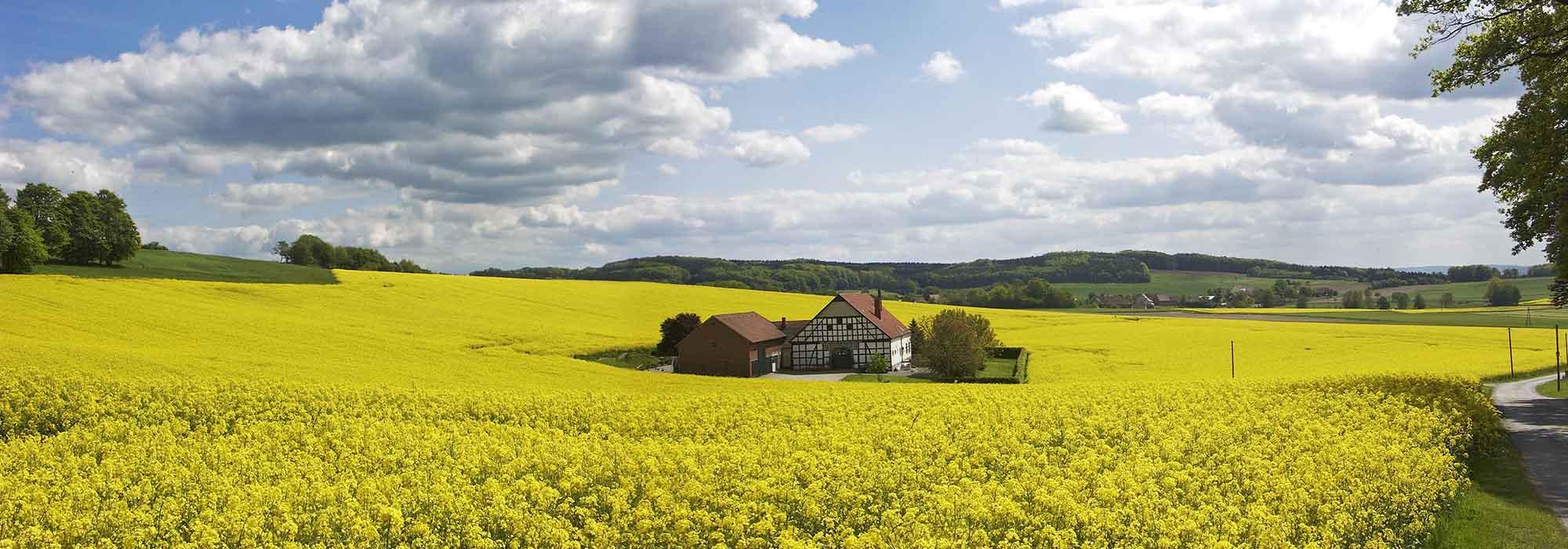 Ein vom Feld umgebenes Haus bei blauem Himmel mit Wolken