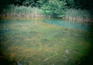 Gewässer Gewässer im Grünen