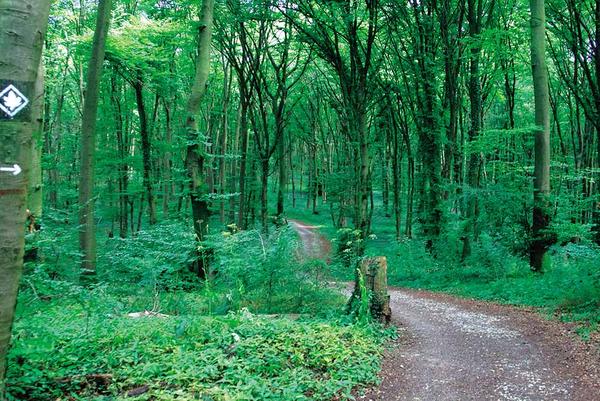 Ein Weg, der durch den Wald führt