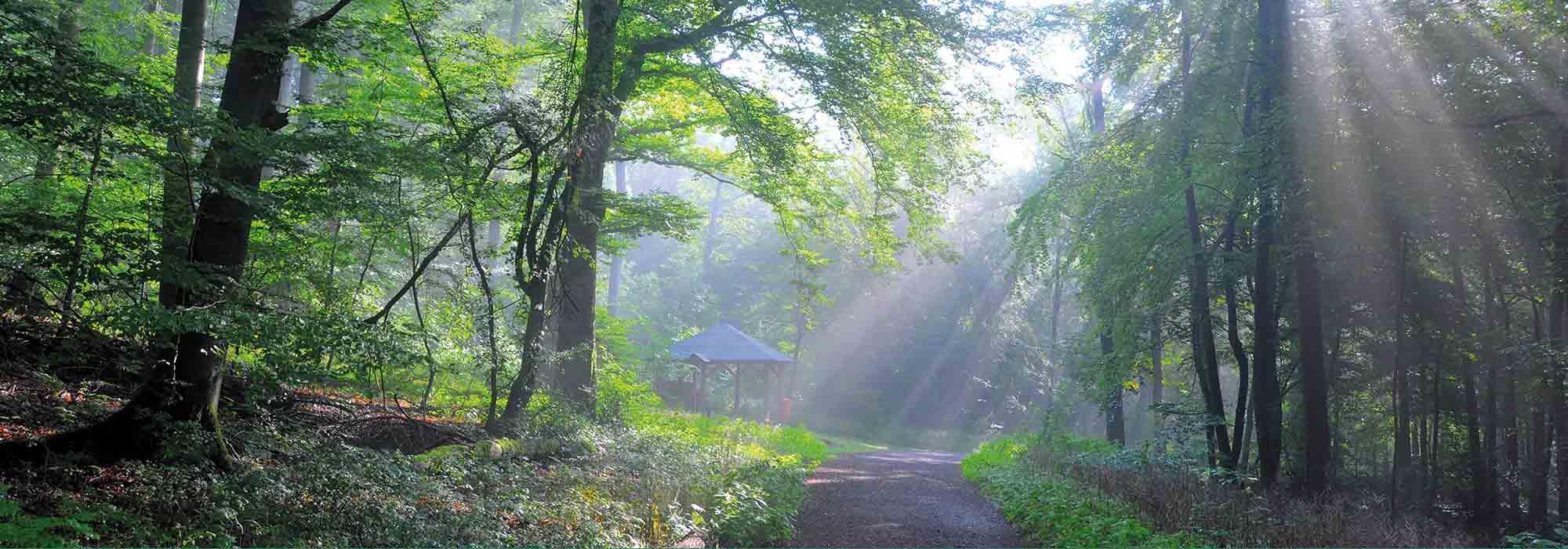 Weg durch den Wald auf den Sonnenstrahlen herab scheinen