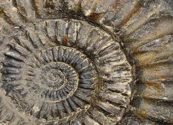 Ein spiralförmiges Fossil