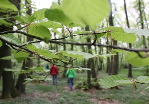 Drei Menschen wandern verschwommen im Hintergrund durch den Wald. Im Vordergrund sind grüne Baumwipfel zu sehen.